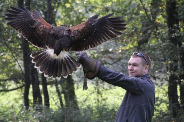 Settels Roofvogelshow