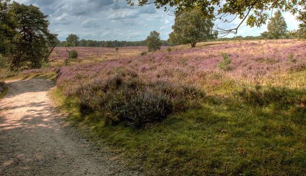 Zomerwandelingen voor senioren; circa 8km