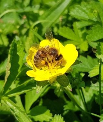 Bij in een gele bloem