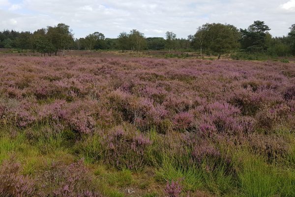 Bloeiende heide op de Johannahoeve