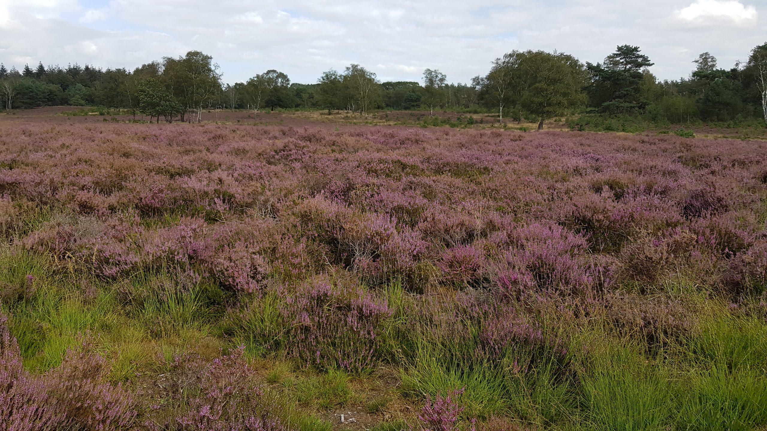 Bloeiende heide op de Johannahoeve