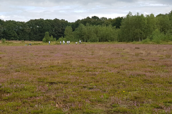 Studenten schonen heide op in Reijerscamp