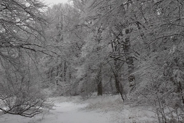 Winterwandeling Wolfheze