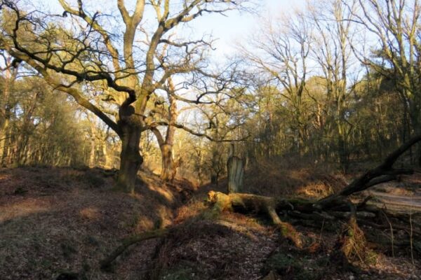 Wandelen met de boswachter door Wolfheze