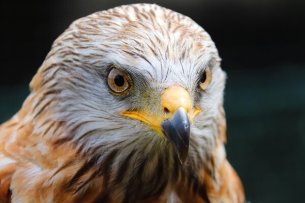 Buizerd