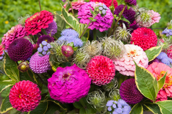 Zomerbloemenfestijn op De Boschhoeve